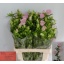 product/img.floraplaza.nl/19310-70-LIVE_fotos-0x06F5FB4B0632CB93D388A9471F3A41E54195197C.jpg