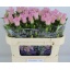 product/img.floraplaza.nl/19310-70-LIVE_fotos-0xAF9463A8C9FC68F038E3CD9CBD4783091DBC3D4A.jpg