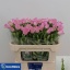 product/img.floraplaza.nl/19310-70-LIVE_fotos-0xBB1B0D71A419142A625BA553E1052E09366E3591.jpg