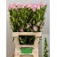 product/img.floraplaza.nl/19310-70-LIVE_fotos-0xDFF7EE8E6AE84BEF1547A689FA180FB353EDE932.jpg