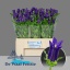 product/img.floraplaza.nl/19311-60-LIVE_fotos-0x1AB8224A25194C7A460AA9E2B827A40098C5FDA2.jpg