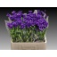 product/img.floraplaza.nl/19311-60-LIVE_fotos-0x8BC05DD7A2C6388BF4DC4A7CE025793537C64533.jpg