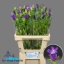 product/img.floraplaza.nl/19311-60-LIVE_fotos-0x9DF8D140696BCAFBC90E816404A1F3D208F436D2.jpg