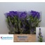 product/img.floraplaza.nl/19311-60-LIVE_fotos-0xD63C7F6E363449D178A5F844A092DF7986EE79C1.jpg