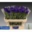 product/img.floraplaza.nl/19311-70-LIVE_fotos-0x0C408FEF391BC9C49D47B3AA3AD1DAB2B3312ACB.jpg