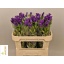 product/img.floraplaza.nl/19311-70-LIVE_fotos-0x104089675AC3A3ABD790D4424B4DDE5EABC65E34.jpg