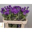 product/img.floraplaza.nl/19311-70-LIVE_fotos-0x2D9453948C872CDF7419F03426C294B84DEE187C.jpg
