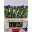 product/img.floraplaza.nl/19311-70-LIVE_fotos-0xCB67D6942EABE4761E963C828B48AB7006370947.jpg