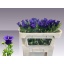 product/img.floraplaza.nl/19311-70-LIVE_fotos-0xCCB34F018D6A2FE163A39D07309DF5F7BA3AADBB.jpg