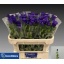 product/img.floraplaza.nl/19311-70-LIVE_fotos-0xEF5D6FCC1E3B64808F942613D9F33A28FFB82242.jpg