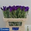 product/img.floraplaza.nl/19311-70-LIVE_fotos-0xF1D6F2B5AEFDB5957867DBE491A65A81A1DD1874.jpg