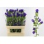 product/img.floraplaza.nl/19311-80-LIVE_fotos-0x28A4CCFF857BEF1C16FE70CA6BBEF3F558AA5A8A.jpg