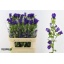 product/img.floraplaza.nl/19311-80-LIVE_fotos-0x46BA0ABCD30175A1CDB843E6D379F2277F81C9C2.jpg