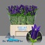 product/img.floraplaza.nl/19311-80-LIVE_fotos-0xA7CC1347557B20C769EE040407B906C310FFBEF3.jpg