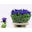 product/img.floraplaza.nl/19311-80-LIVE_fotos-0xB9B78A077FF1B1271E270C8B0FA69860DDDD7449.jpg
