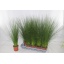 product/img.floraplaza.nl/19335-12-LIVE_fotos-0xC212DBBEC0136966310265EAD74FE7D8D5DE8AA3.jpg