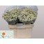 product/img.floraplaza.nl/1939-55-LIVE_fotos-0x1DEB1F145F09A2806A4A56CC77C665972E3B34DE.jpg