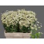 product/img.floraplaza.nl/1939-55-LIVE_fotos-0x79CC84CC8CC25BA2836EFE5074D0E47A406E3692.jpg