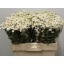 product/img.floraplaza.nl/1939-55-LIVE_fotos-0xF7266A3E542BCD3D36E167E38CFB7EB37A3B0ED4.jpg