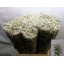product/img.floraplaza.nl/1939-70-LIVE_fotos-0x22188631C9A84C6EEEE8DB6F9689C28D648E93E8.jpg