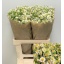 product/img.floraplaza.nl/1939-70-LIVE_fotos-0x5029D48C95F6707A6EAB5803F5DDEE6FDB43BF35.jpg