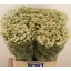 product/img.floraplaza.nl/1939-70-LIVE_fotos-0x648EEA1B7B0D65320C6561B41941918E242D95BB.jpg