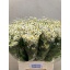 product/img.floraplaza.nl/1939-70-LIVE_fotos-0xC4D5B5F9042CA2150D1AEEE9D6A5C453D6A08F6C.jpg