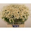 product/img.floraplaza.nl/1939-70-LIVE_fotos-0xF1A2AB05F0AAD5E2714677CC7BDB141168CB6FBD.jpg
