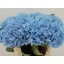 product/img.floraplaza.nl/19427-80-LIVE_fotos-0xFE1D2AC5B883188638A2DF2CE627C1E60A028802.jpg