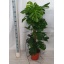 product/img.floraplaza.nl/19445-27-LIVE_fotos-0x11DEA7EE6F29041568B9A0F3CE51DA937E58003A.jpg