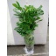 product/img.floraplaza.nl/19445-27-LIVE_fotos-0x83B276887E3A709DAC9E26614688E830ECE5BAAD.jpg