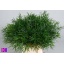 product/img.floraplaza.nl/19456-50-LIVE_fotos-0x7FF4E07BF19B9E9082E5217DB78AAE02515AADB4.jpg