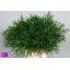 product/img.floraplaza.nl/19456-50-LIVE_fotos-0xBC1F224FF17C7337343EA56C60D897CBBD8D0505.jpg