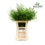 product/img.floraplaza.nl/19456-50-LIVE_fotos-0xEC706C40009EE3E8CC959E6DD808A83EB426FBE8.jpg
