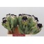 product/img.floraplaza.nl/19656-40-LIVE_fotos-0x797D4779E7461E15CC57E6FC94E19E32D0A62442.jpg