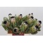 product/img.floraplaza.nl/19656-40-LIVE_fotos-0xA74B176FA14A6233F272AFA43392BADA254173F9.jpg