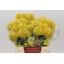 product/img.floraplaza.nl/19668-40-LIVE_fotos-0x0A5BD59BA4D2FFAED0B667906066766D381B7D72.jpg