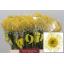 product/img.floraplaza.nl/19668-40-LIVE_fotos-0x1E4CFF51ADEFFAA6544DA32C23E3205C5492EF15.jpg