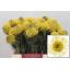 product/img.floraplaza.nl/19668-40-LIVE_fotos-0x49AC159A3390FE29CB61F0655D28AE43D804F55E.jpg