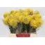 product/img.floraplaza.nl/19668-40-LIVE_fotos-0x6067F2597E7511684E4882FF5AD747E5D718E136.jpg