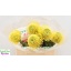 product/img.floraplaza.nl/19668-40-LIVE_fotos-0x791C88BF9D5A6C1AA101132F9D316179AC71D81C.jpg