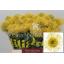 product/img.floraplaza.nl/19668-40-LIVE_fotos-0x83CAB903ED10E47AFD47419BBD3B3D490B81436A.jpg