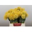 product/img.floraplaza.nl/19668-40-LIVE_fotos-0xD274C5811A3A2AC998411FBD0719EB09E18B1AD7.jpg
