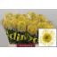 product/img.floraplaza.nl/19668-40-LIVE_fotos-0xD78D2EB325FB5616378C77C74BBC98846B86E3A7.jpg