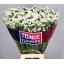 product/img.floraplaza.nl/19684-80-LIVE_fotos-0x46047444B6ACB6F0F03E4915B0F3E79898A657DD.jpg