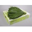 product/img.floraplaza.nl/19737-35-LIVE_fotos-0xB755843F0FC0939A5514ED25168596B31AFC6885.jpg