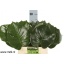 product/img.floraplaza.nl/1981-45-LIVE_fotos-0x6421ECE83D657DA963106FA35A465FA3D0854F5D.jpg