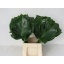 product/img.floraplaza.nl/1981-50-LIVE_fotos-0x6DF2BC2FF0B3448DC7DA671FC51D26D3445211AE.jpg