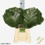 product/img.floraplaza.nl/1981-55-LIVE_fotos-0x953DB51D6884825CC153A30235953B3BB7B8A313.jpg