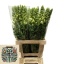 product/img.floraplaza.nl/19840-70-LIVE_fotos-0xEBF65C723638A0611A144E7B95AC9DEA7EBEC741.jpg